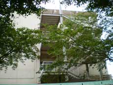 学校の階段塗替え施工例